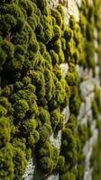 A wall covered with moss and plants photo