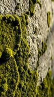 A close up of moss growing on a stone wall photo