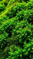 Green moss on a tree photo