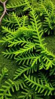 A close up of a green plant with some leaves photo
