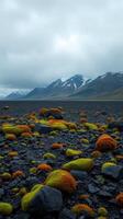 A field of moss and rocks in iceland photo