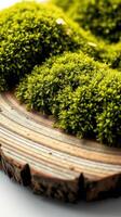 A mossy green plant on a wooden plate photo