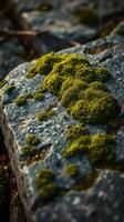 A close up of a moss covered rock photo