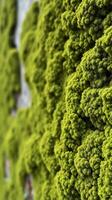 A close up of a moss covered wall photo