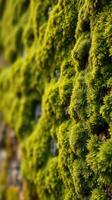 A close up of a wall covered in moss photo
