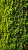 A close up of a moss covered wall photo