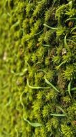 A close up of a moss covered wall photo