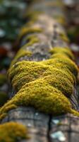 A close up of a moss covered log photo