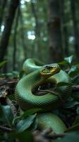 A green snake is sitting on a branch in the woods photo