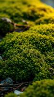 A close up of a moss covered rock photo