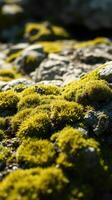 A close up of a rock with moss growing on it photo