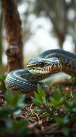 A snake is sitting on the ground near some plants photo