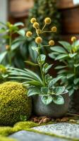 A close up of a plant with a flower photo