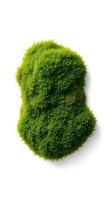 A green moss ball on a white background photo