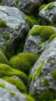 A close up of moss growing on rocks photo