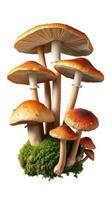 Mushrooms are growing on a white background photo