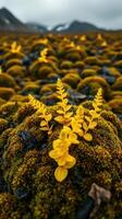 Yellow ferns growing on mossy ground photo