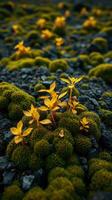 A small plant growing in a field of moss photo
