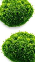 Two green moss balls on a white background photo