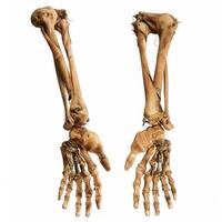 Real human skeleton arms showing radius ulna carpals metacarpals and phalanges photo