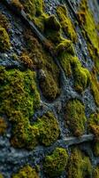 A close up of a moss covered wall photo