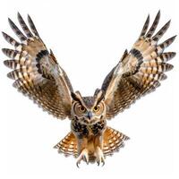 Great horned owl flying with open wings on white background photo