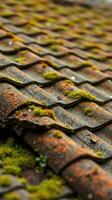 A close up of a roof with moss growing on it photo