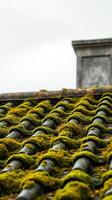 A roof with moss growing on it photo