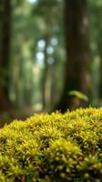 A close up of a moss covered area in a forest photo