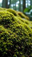 A close up of a moss covered rock in the woods photo