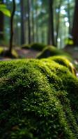 A close up of moss growing on a tree photo