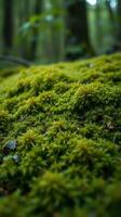 Moss in the forest photo