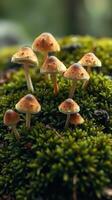Mushrooms on moss photo