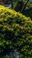 A close up of moss growing on a rock photo