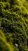 A close up of moss growing on a tree photo