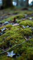 A close up of a moss covered ground photo