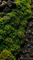 A mossy path in the woods photo