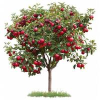 Small apple tree full of ripe red apples growing in green grass photo