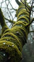 A tree with moss growing on it photo