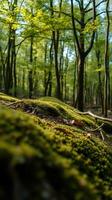A forest with trees and moss on the ground photo