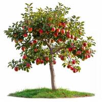 Young apple tree full of ripe red apples growing on grass patch isolated on white background photo