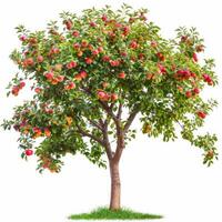 Apple tree full of ripe red apples isolated on white background photo