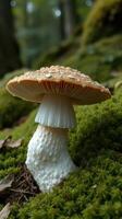 A mushroom on the ground photo