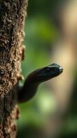 A black snake is on the side of a tree photo