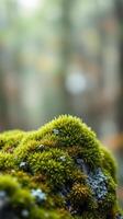 A mossy rock in the forest with a blurry background photo