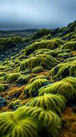 A mossy field with green plants photo