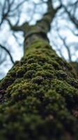 A tree with moss growing on it photo