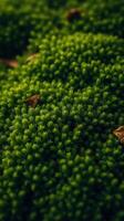 A close up of green moss on the ground photo