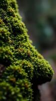 A close up of moss growing on a rock photo