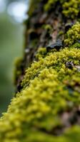 A close up of a tree with green moss growing on it photo